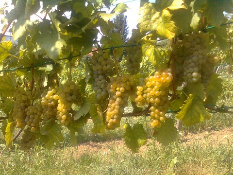 Riesling: Not Quite the King of&nbsp;Whites