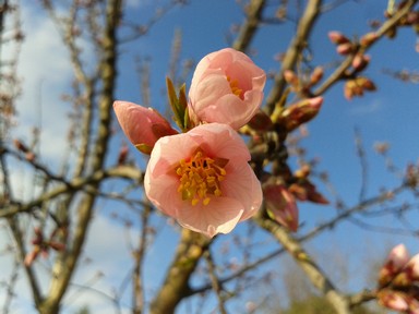 Almond flower opening