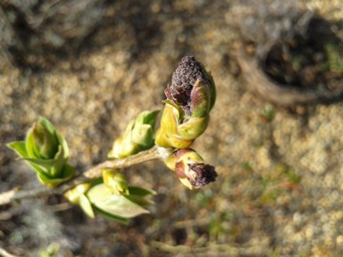 Lilac buds