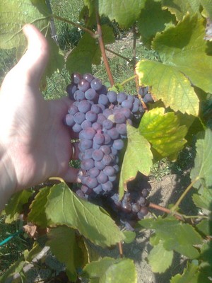 Pinot Gris