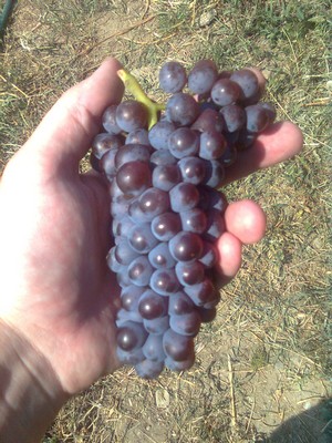 Pinot Gris