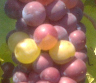 Incomplete color change in Pino Gris berries.