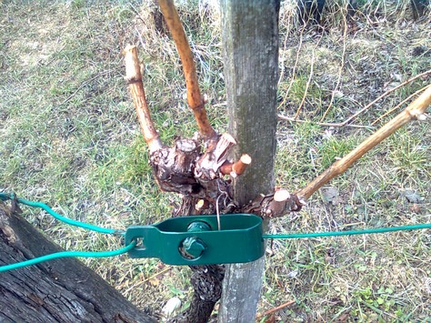Trimmin’ Them Vines