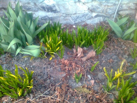 Bulbs starting to grow in late Winter.