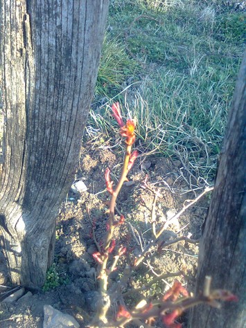 Roses in late Winter