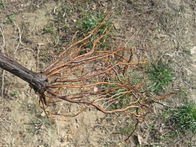 img_1975036492 Trimmed vine roots
