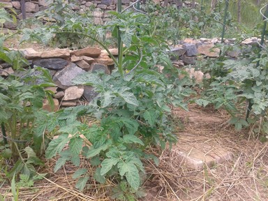 Tomatoes in the garden.