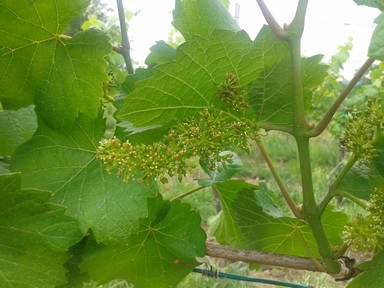 Wine vine in bloom.