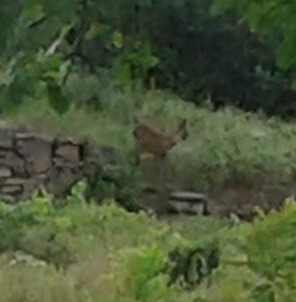 Oh Deer!