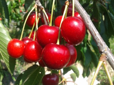 Cherry Season