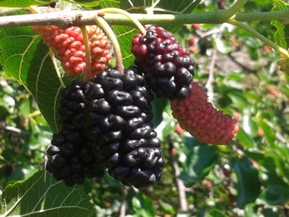 Mulberry