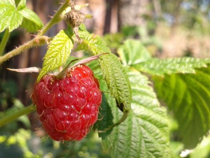 Raspberry