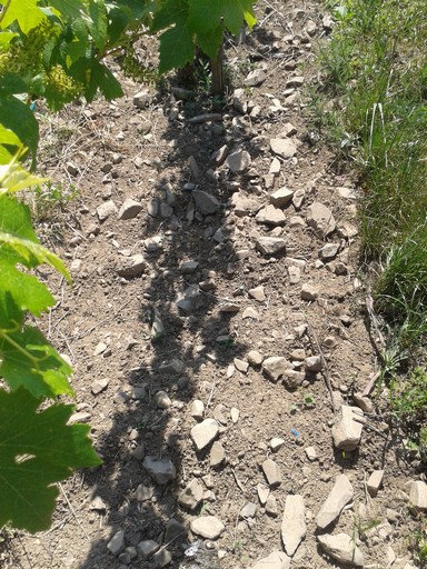 Rocky soil. Or is it soily rocks?