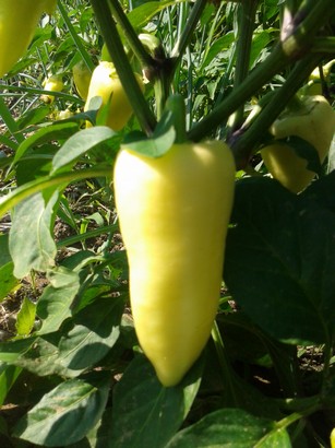 Pepper (a stable of Hungarian cuisine)