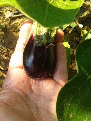 Eggplant