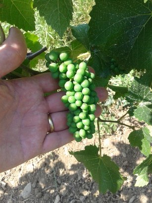 Pinot Gris (Hungarian Szürkebarát)