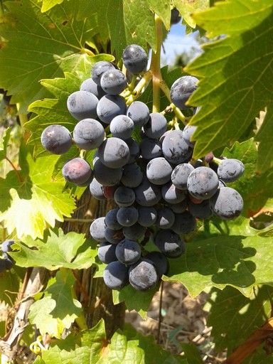 Turán (a Hungarian grape variety) berries fully changed in color, but still ripening. Turán (a Hungarian grape variety) berries fully changed in color, but still ripening.