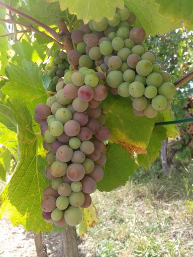 Szürkebarát (Pinot Gris) berries changing color as they ripen. Szürkebarát (Pinot Gris) berries changing color as they ripen.