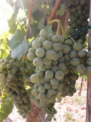 Italian Riesling is also ripening, but will not show a significant color change. Italian Riesling is also ripening, but will not show a significant color change.