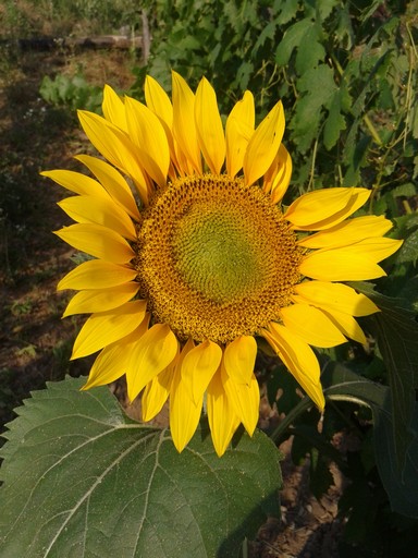 Sunflower volunteers can't help but make you smile.