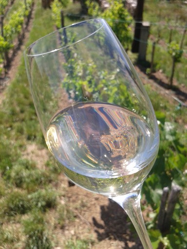 2011 Riesling