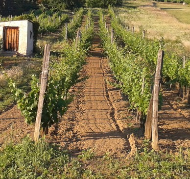 Complete row and aisle tillage.