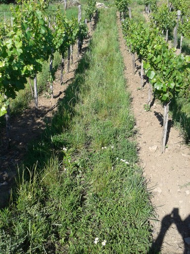 Tilled aisles with rows allowed to remain in vegetation.