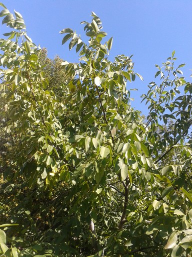 Other volunteers are left where they are found. Upon removing a small garbage pile of broken concrete pieces left over from cellar renovation, a sapling walnut tree was found and left to grow. Now at six meters (seven feet) tall it shades visitors to our winery over a new sitting area with a lake view. Volunteers can end up having quite a positive affect.