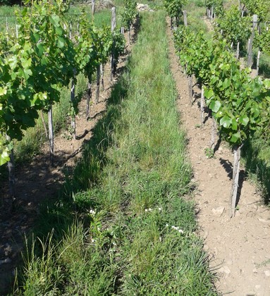 Tilled rows with aisles allowed to remain in vegetation.