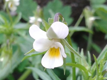 Wildflower in vineyard.