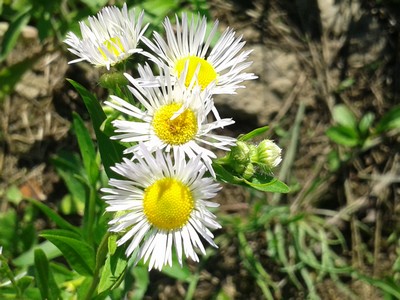Wildflowers in vineyard.