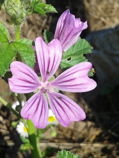 Wildflower in vineyard.