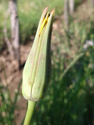 Wildflower in vineyard.