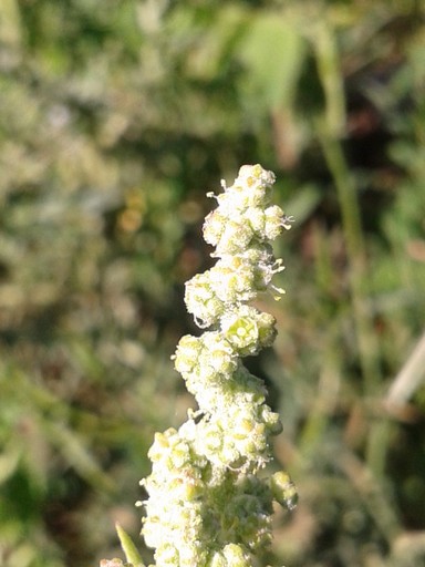 Wildflower in vineyard.