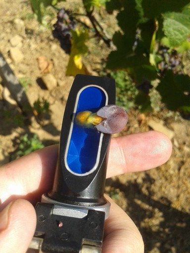 Add some grape juice to measure Brix. Add some grape juice to measure Brix.
