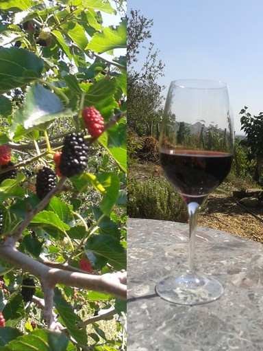 Mulberry wine from our mulberry trees.