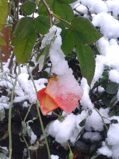 Our rose bushes, still pushing new blooms, were caught off guard.