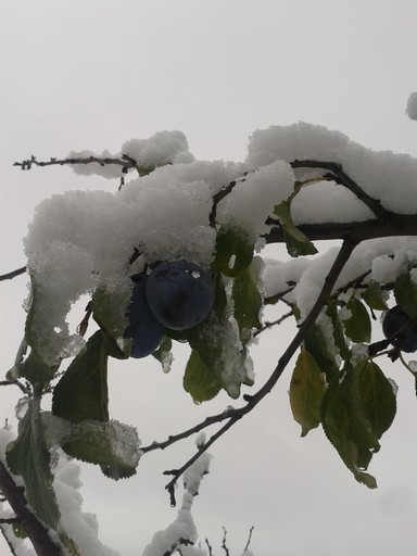 Plumbs still in the trees.