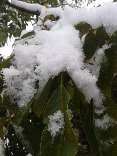 Chestnuts, still not changed into their fall colors, now with green leaves dusted in white.