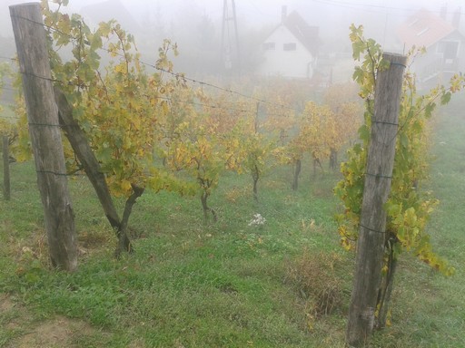 October wine vines in fog.