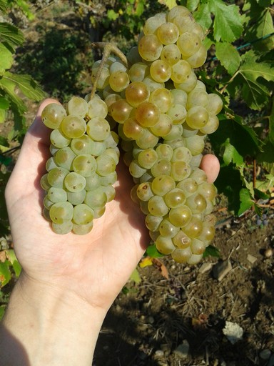 Italian Riesling grape bunch, Fall 2012.