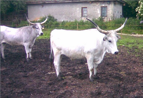 Hungarian Grey Cattle. A traditional meat source in Hungary.