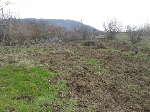 Property cleared and ready for planting.