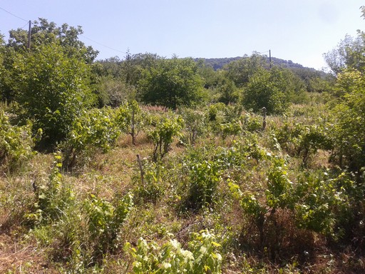 Our first property to be managed under out vineyard group. It was somewhat neglected in the past decade, with significant natural invasions of fruit, nut and oak trees.