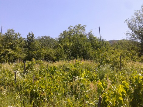 Vineyard at time of purchase. More weeds than vines.