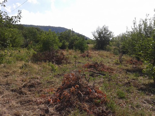 Old vines removed. The vines have been stacked for drying and later removal for burning in a biomass oven for heating.
