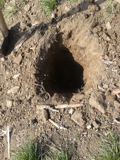 Yet another hole in the ground. I have dug more of these than most gophers.