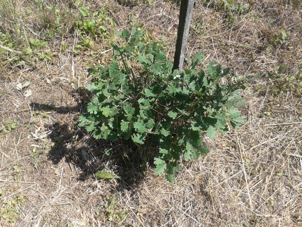 Young oak tree on the property. These were flagged so they were not removed or damaged while the vines were removed.