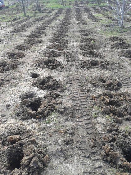 Drilled holes for planting.