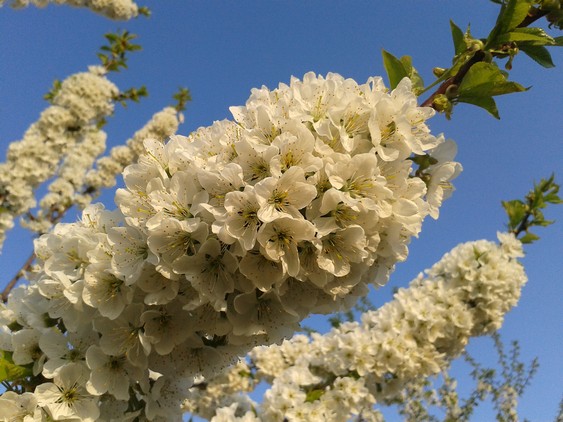 Cherry Blossoms